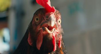 Hen (15)