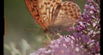 Super Nature (PG)