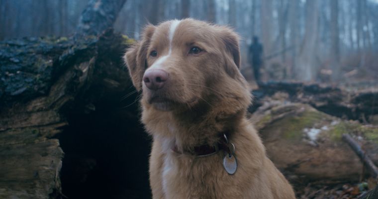 Spooked: Good Boy (15)