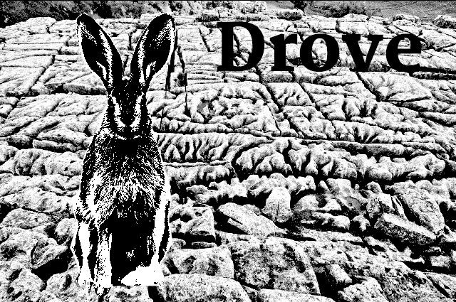 Drove poster image: Black and white image of a Hare sat on limestone paving witht the word "Drove" to the right