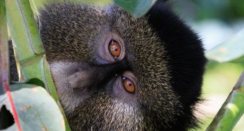Escape From Extinction: Rewilding (12A)