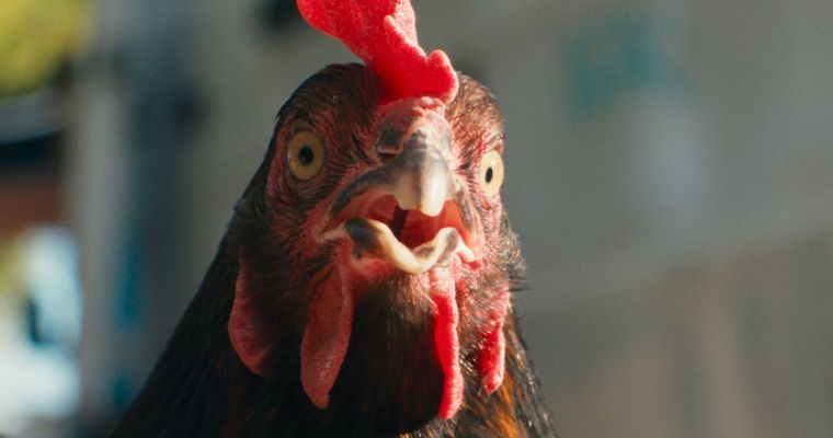Hen (15)