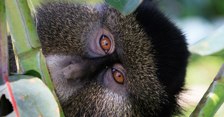 Escape From Extinction: Rewilding (12A)
