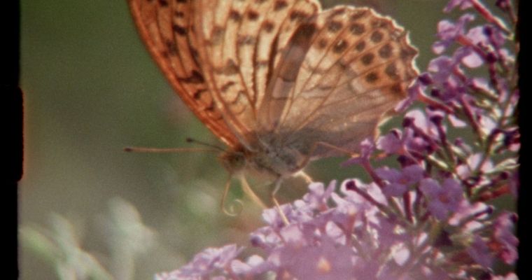 Super Nature (PG)