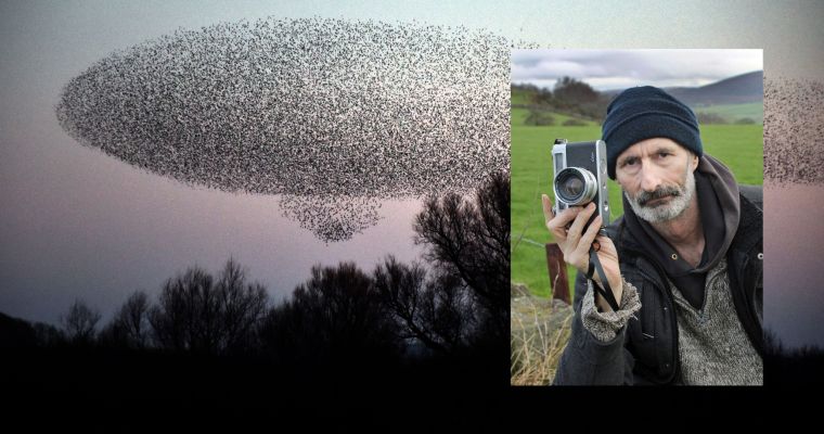 LITFEST: Darren Andrews: Starlings: Iridescent Black