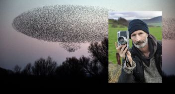 LITFEST: Darren Andrews: Starlings: Iridescent Black