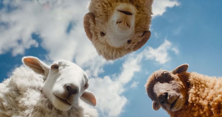 The Sheep Detectives (PG)